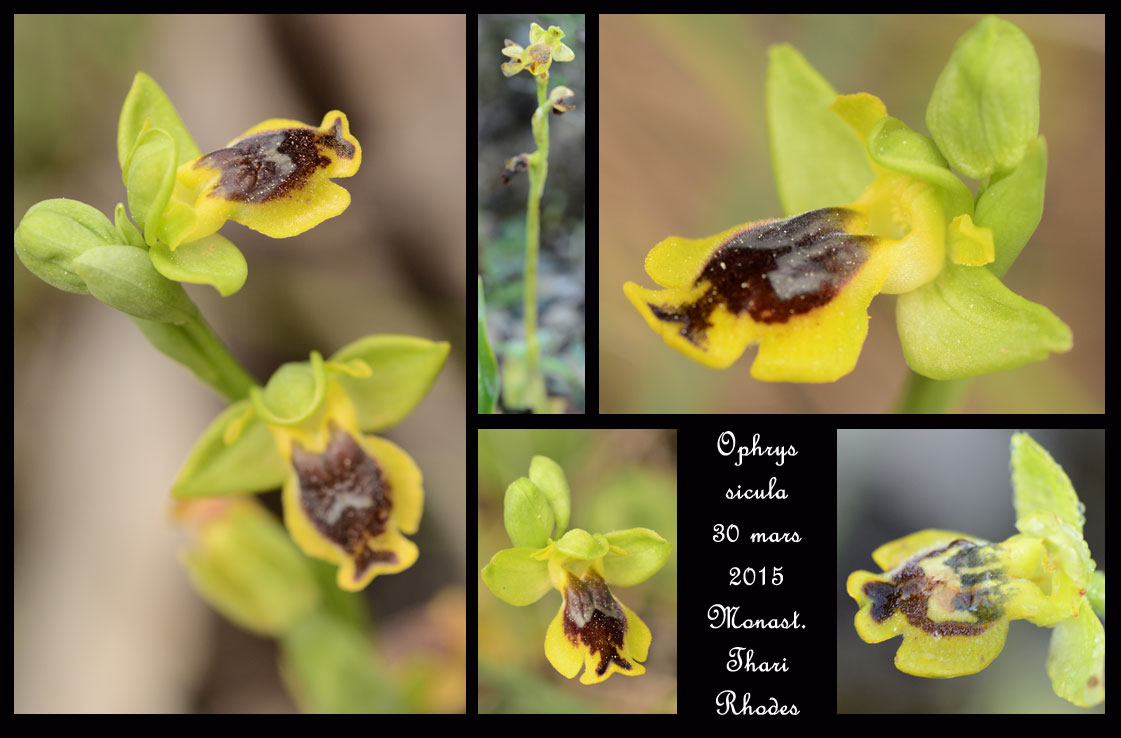 Ophrys sicula